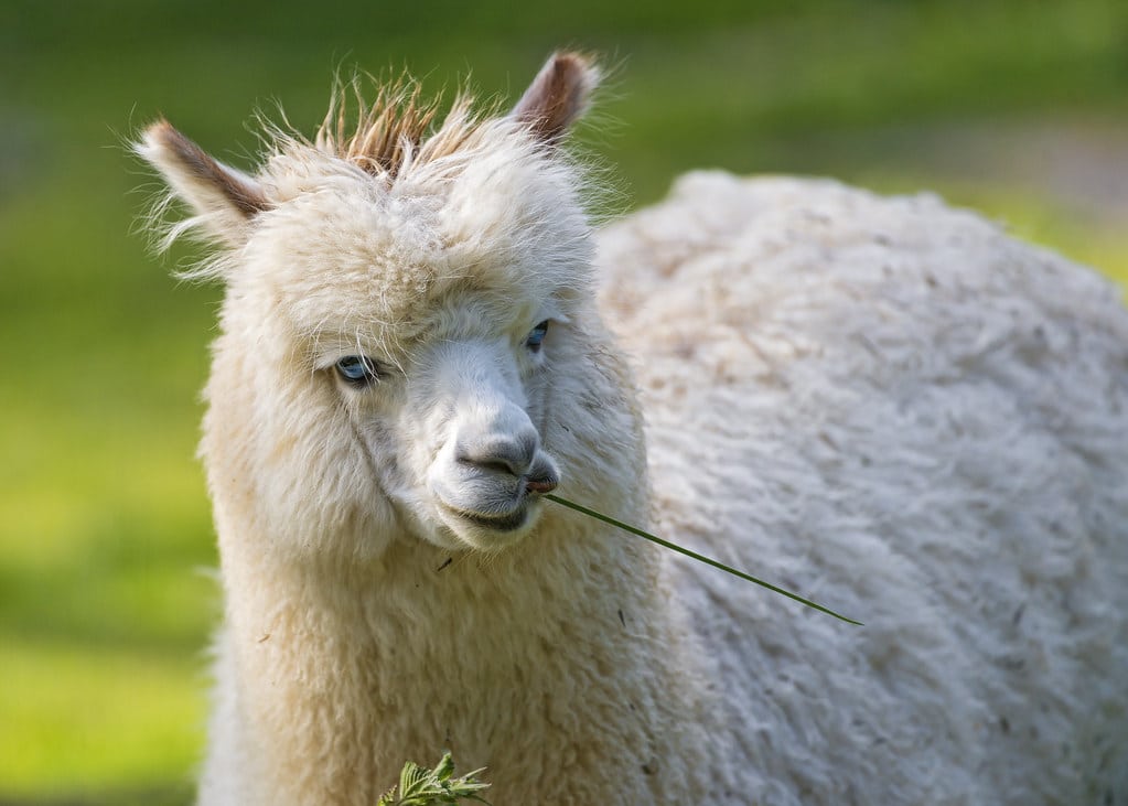 Cool alpaca with grass in the mouth