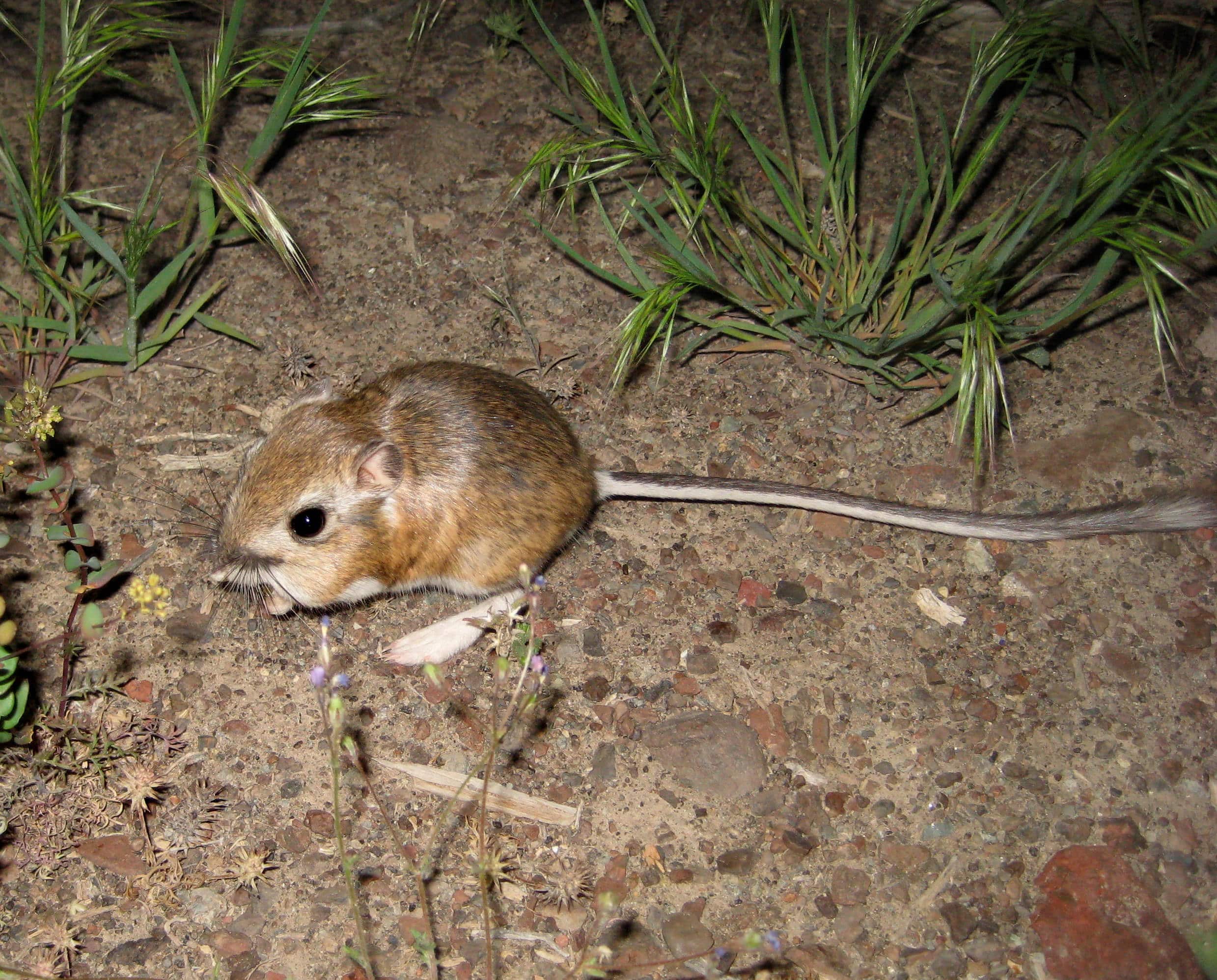 Kangaroo mouse Kangaroo mouse