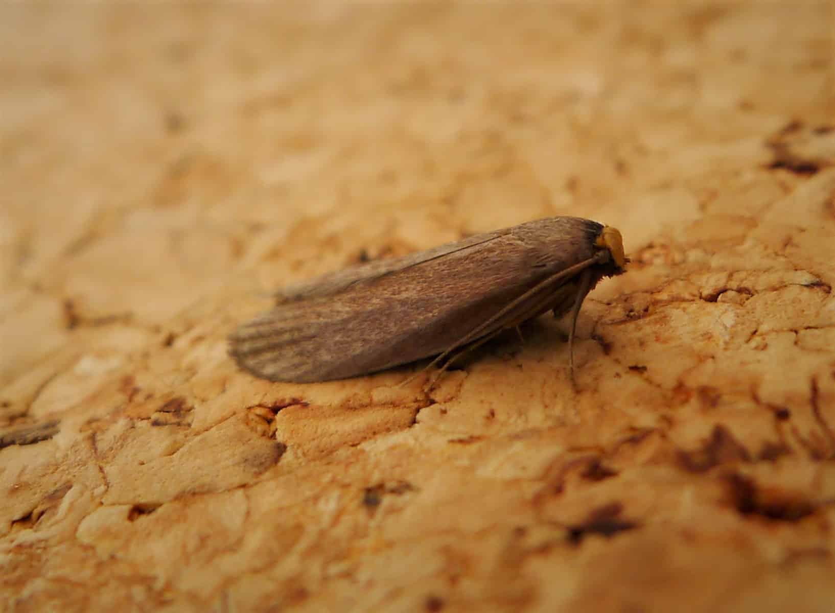 Lesser Wax Moth. Achroia grisella (27113532489)