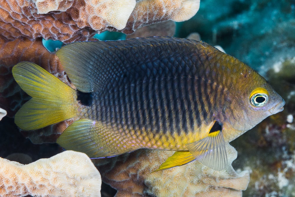 Threespot Damselfish – Stegastes planifrons Threespot Damselfish – Stegastes planifrons