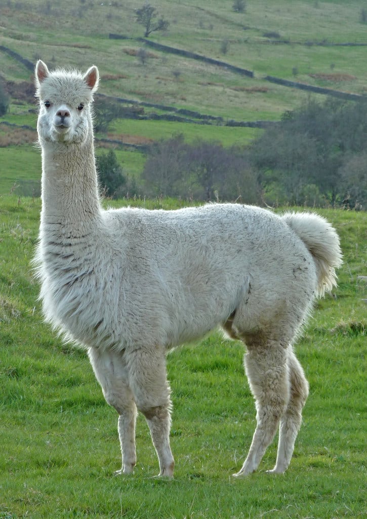 Alpaca