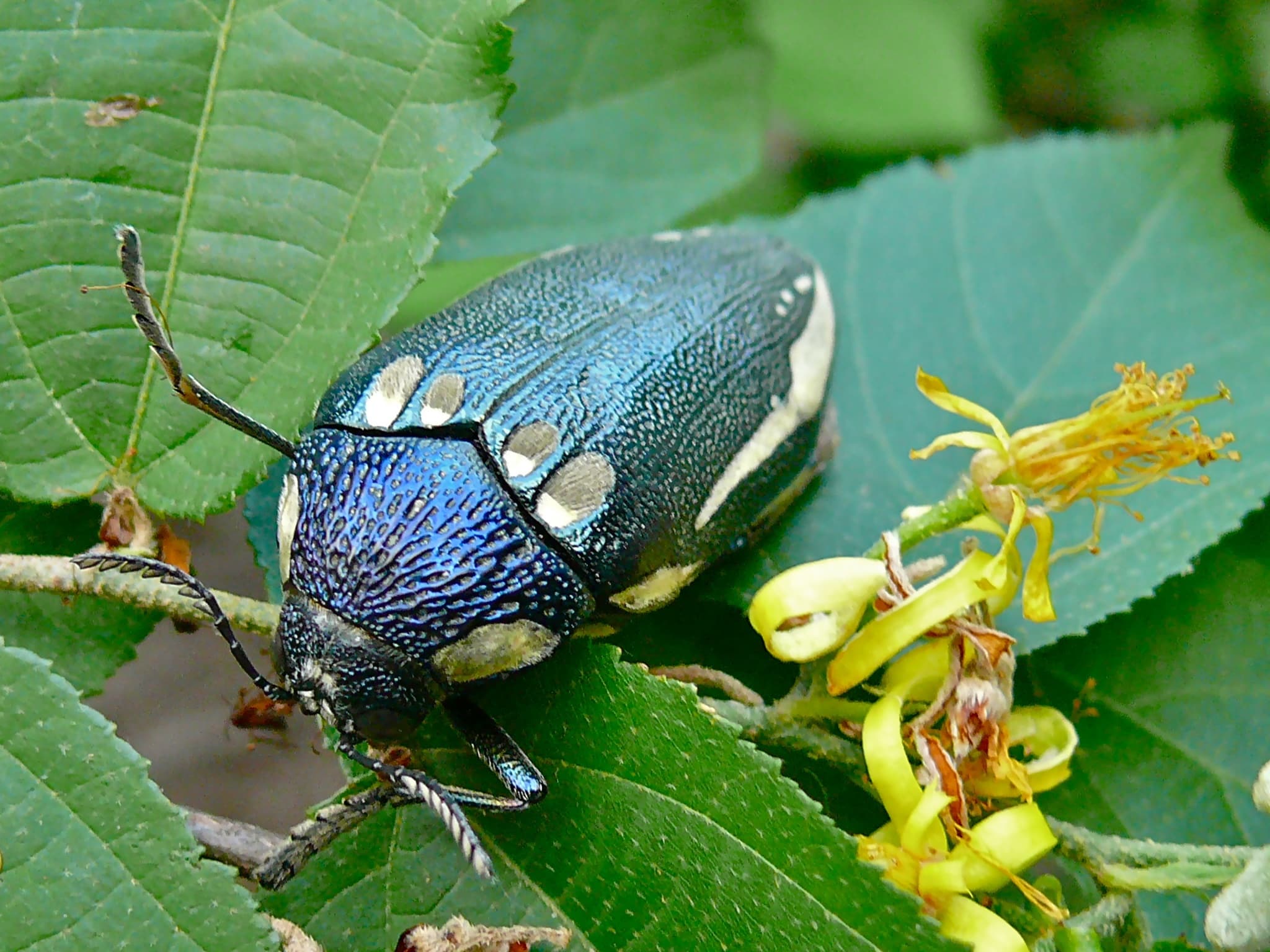 File:Giant Jewel Beetle Sternocera orissa (8387285640).jpg File:Giant Jewel Beetle Sternocera orissa (8387285640).jpg