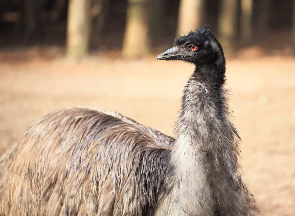 Emu / Dromaius novaehollandiae / 鴯鵲(エミュー)