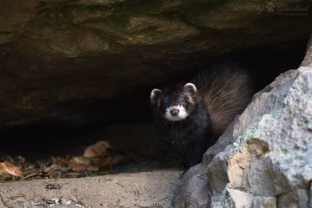 Ferret Ferret