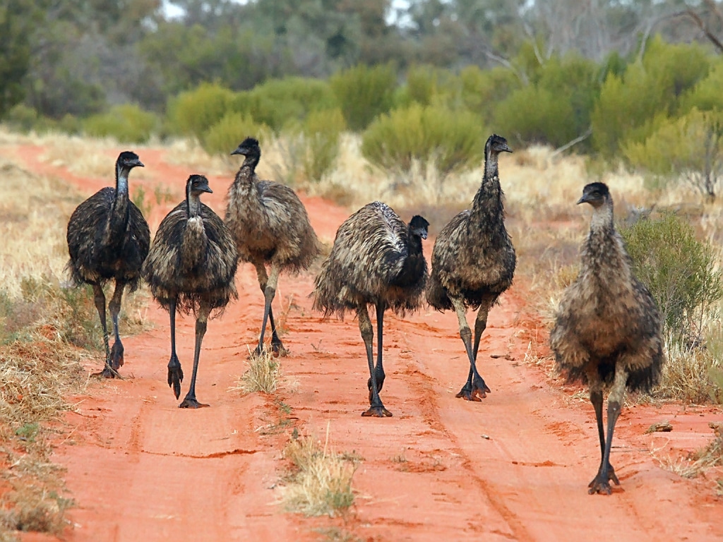Emu (Dromaius novaehollandiae)