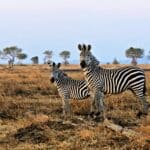 Zebra
