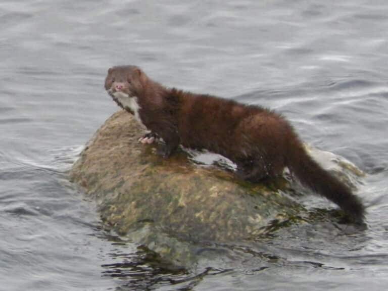 American mink (16142491595)