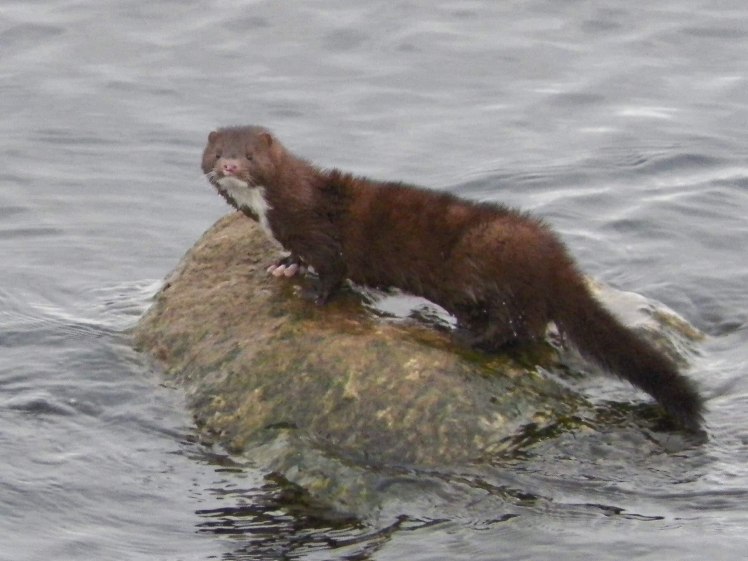 American mink (16142491595)