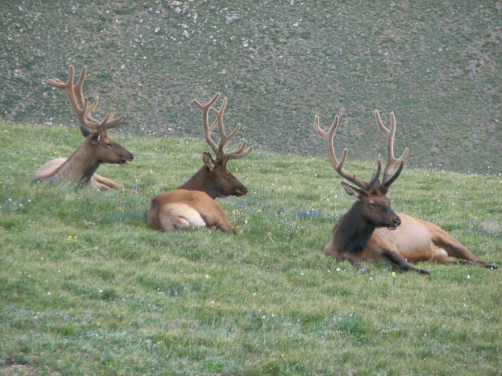 Cervus canadensis (North American elk) (Rocky Mountains National Park, Colorado, USA) 6