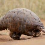 Pangolin