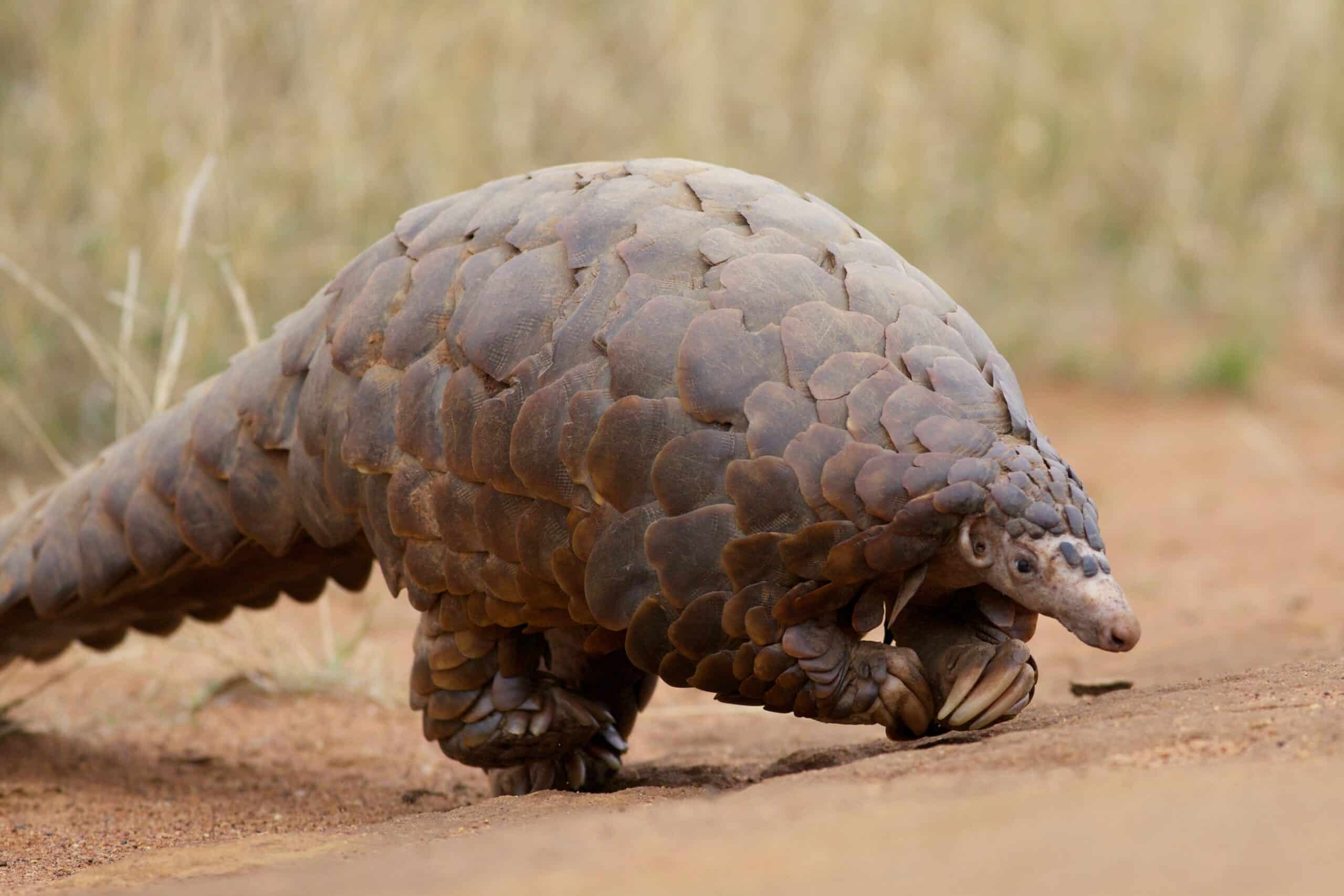 Pangolin at Madikwe Game Reserve in South Africa  Pangolin