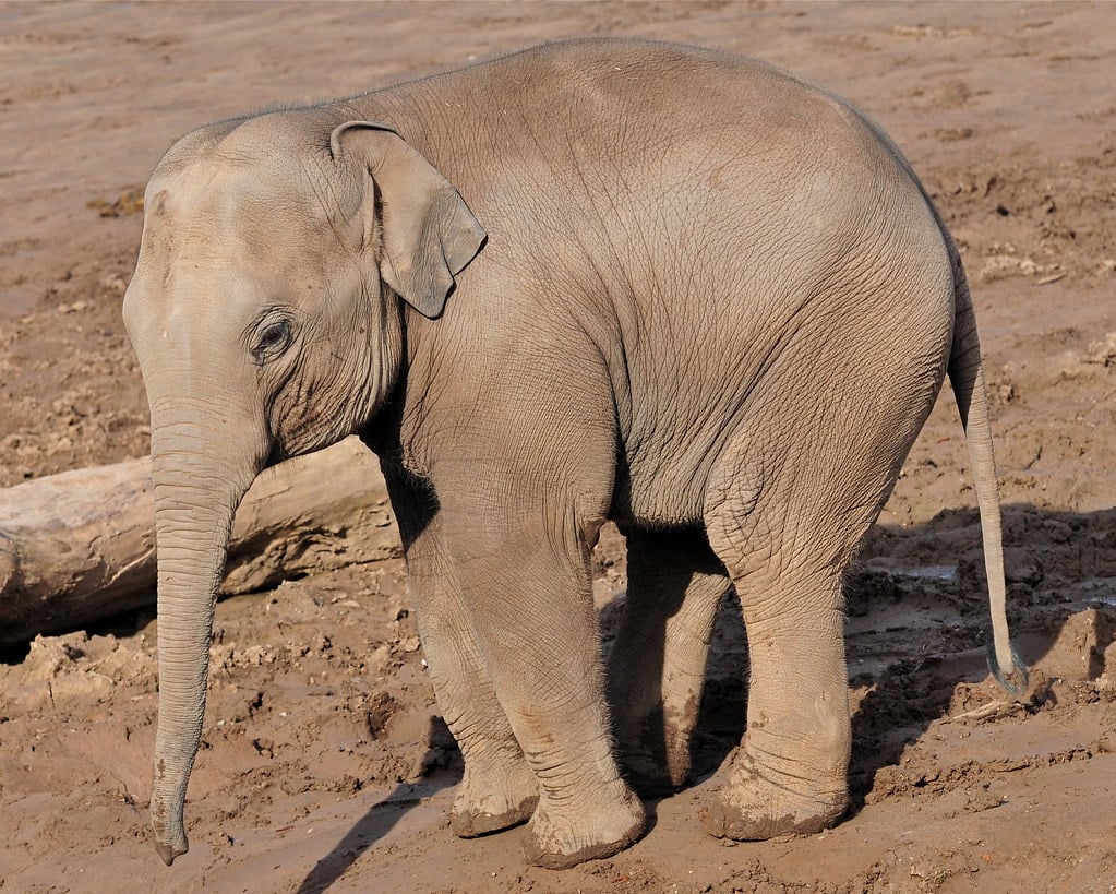 Baby Elephant Chester Zoo