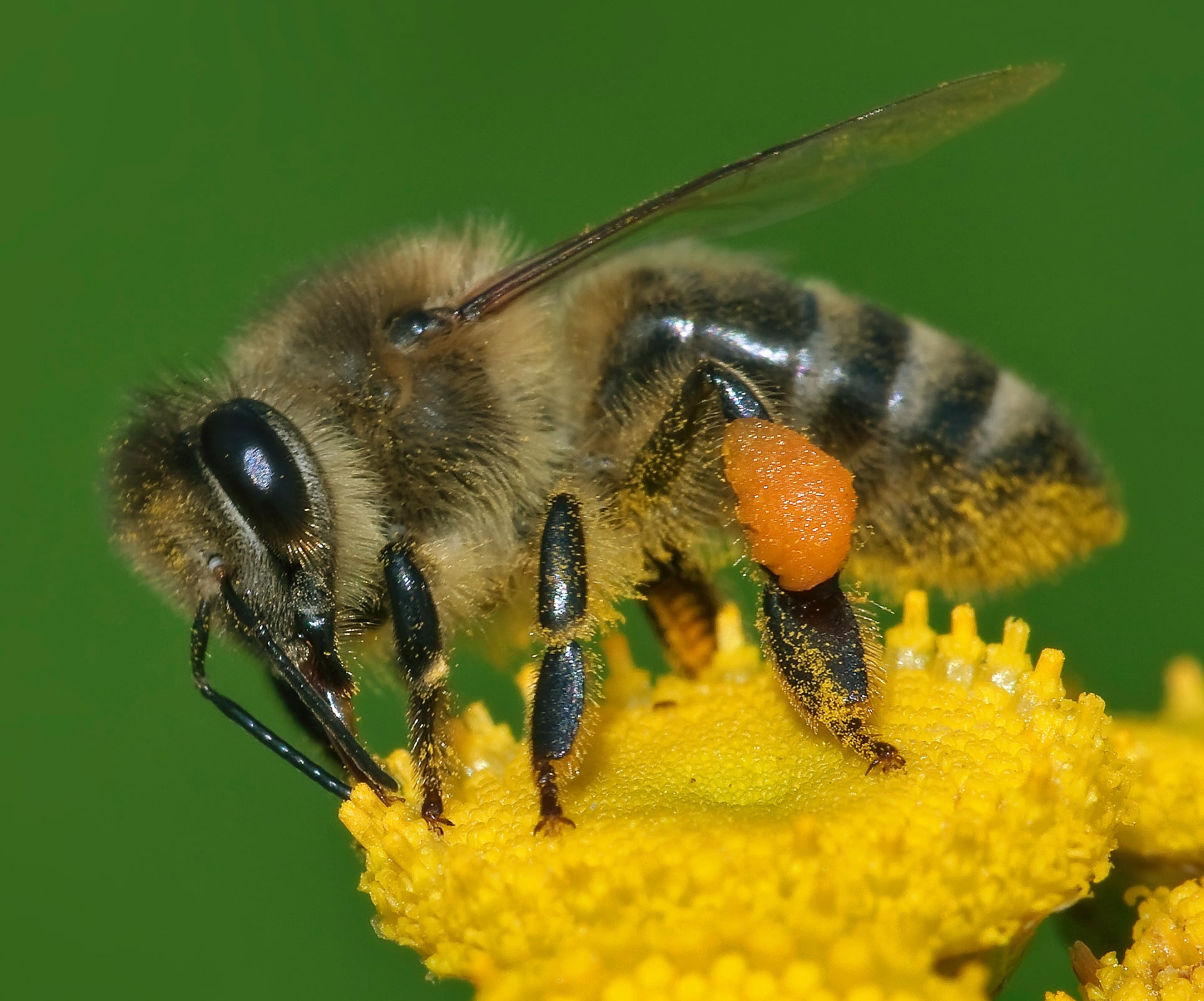 Apis mellifera Western honey bee Apis mellifera Western honey bee