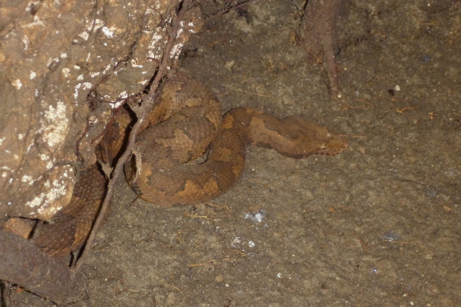 Viper Boa