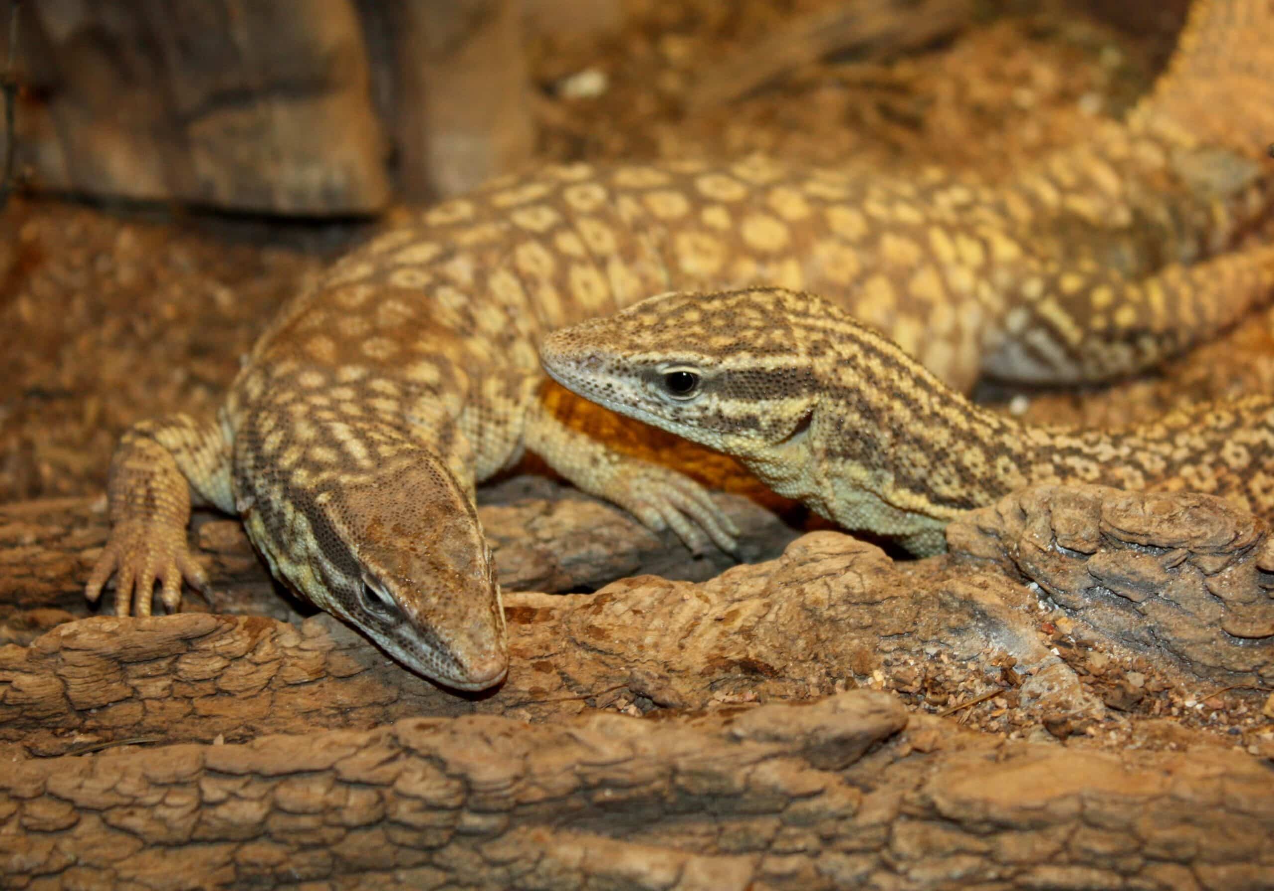 AckiesDwarfMonitor VaranusAcanthurus2 AckiesDwarfMonitor VaranusAcanthurus2