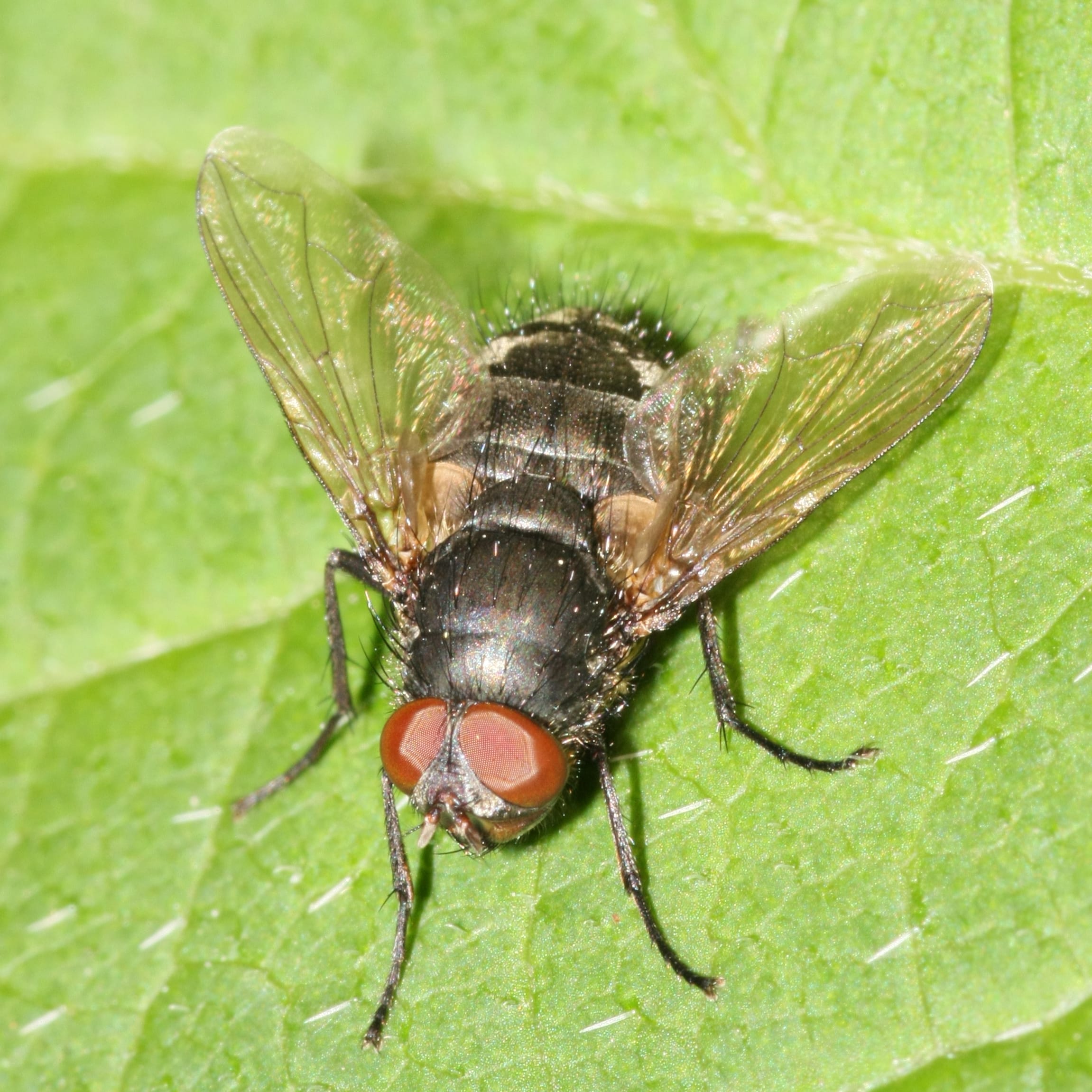Common Housefly Musca domestica Male 8359 cr Common Housefly Musca domestica Male 8359 cr