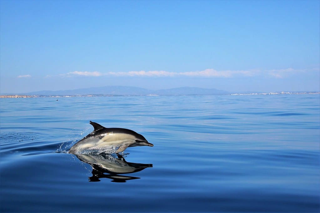 Dauphin commun – Common dolphin (Delphinus delphis)