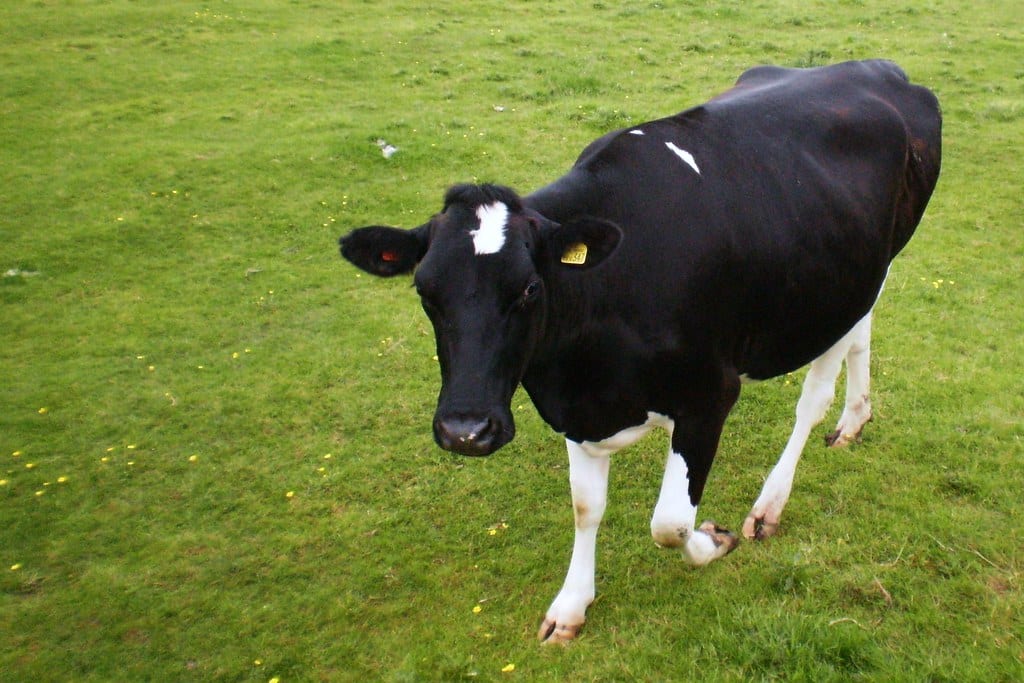 cow cow