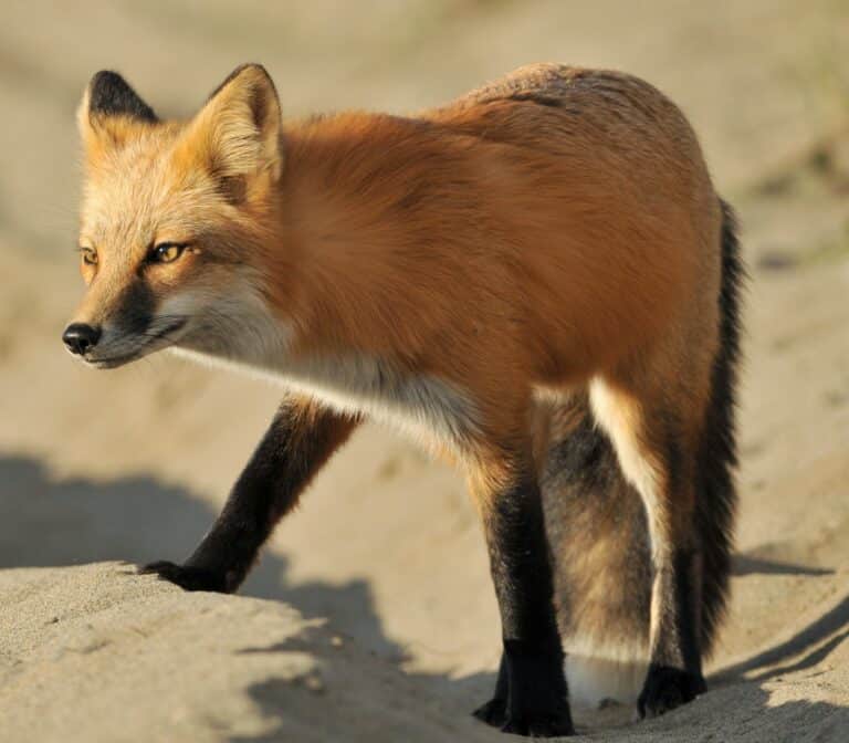Vulpes vulpes cascadensis Vulpes vulpes cascadensis