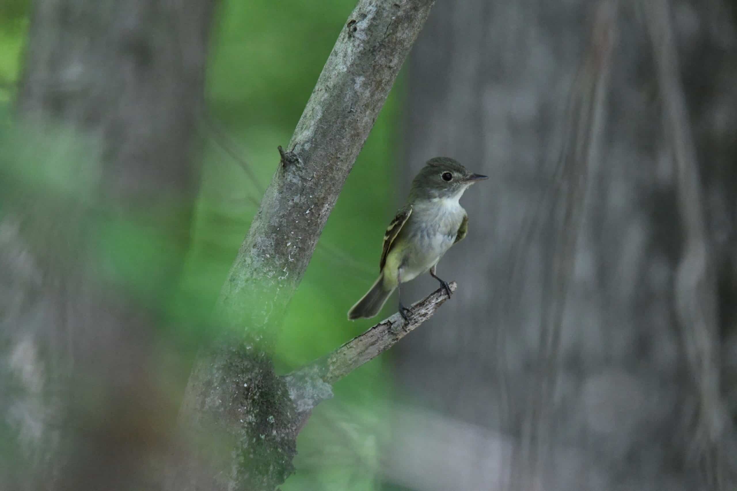 Acadian flycatcher patuxent research refuge north tract 5.22.22 DSC 7131 Acadian flycatcher patuxent research refuge north tract 5.22.22 DSC 7131