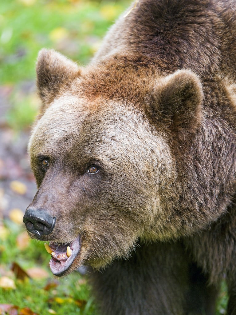 Last one of the brown bear Last one of the brown bear