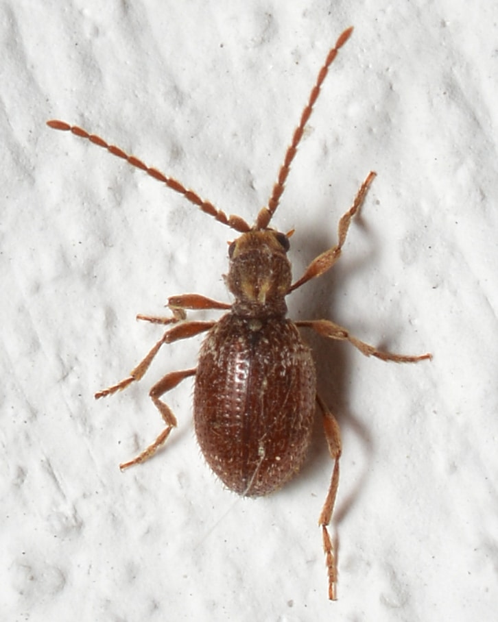 White-marked Spider-Beetle (Ptinus fur) – Bærum, Norway 2021-07-11