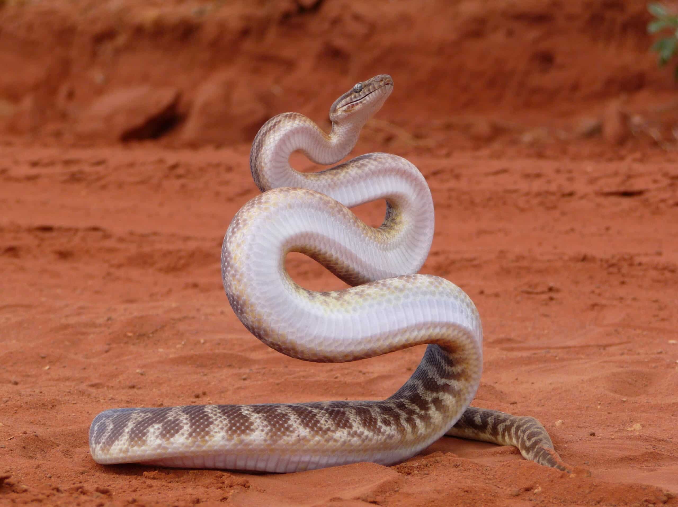Python