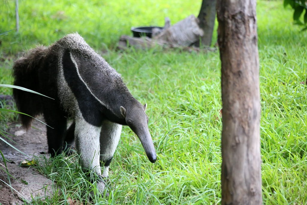 GIANT ANTEATER