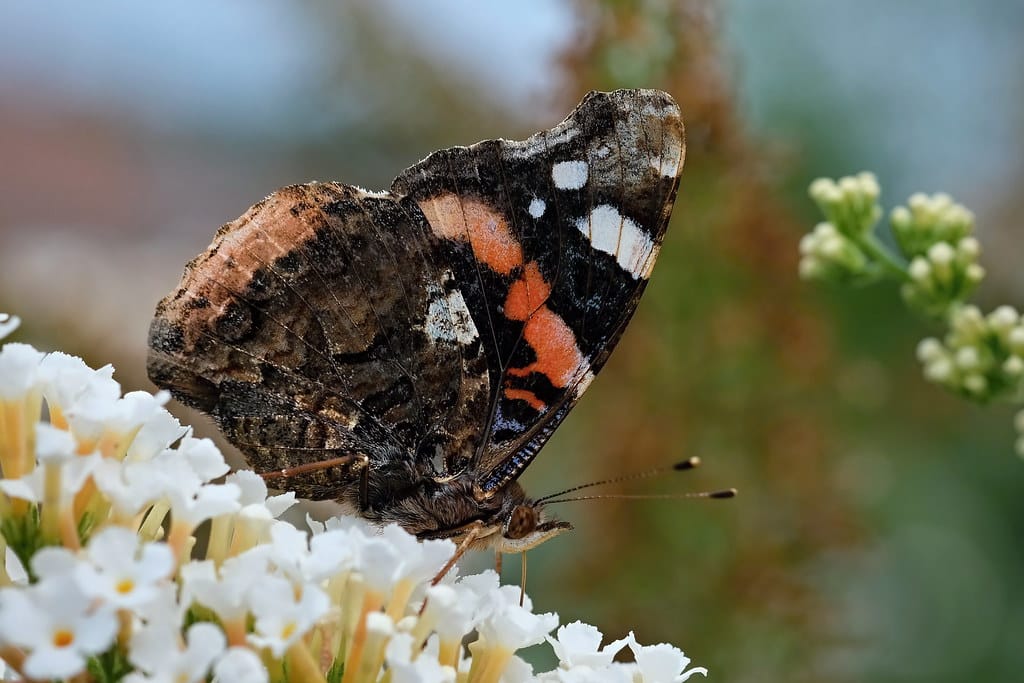 Admiral (Vanessa atalanta)