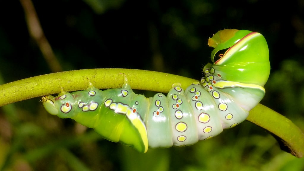Caterpillar, Naprepa sp., Notodontidae Caterpillar, Naprepa sp., Notodontidae