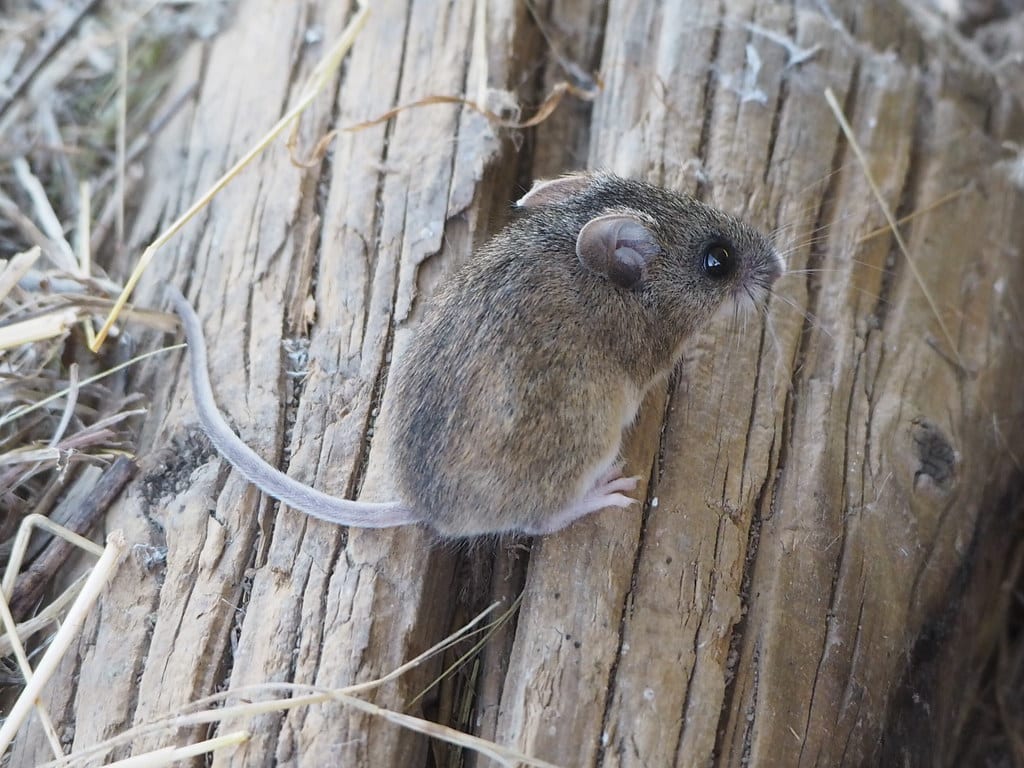 Deer Mouse, Peromyscus maniculatus Deer Mouse, Peromyscus maniculatus