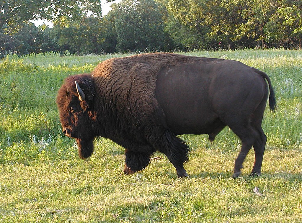 Bison