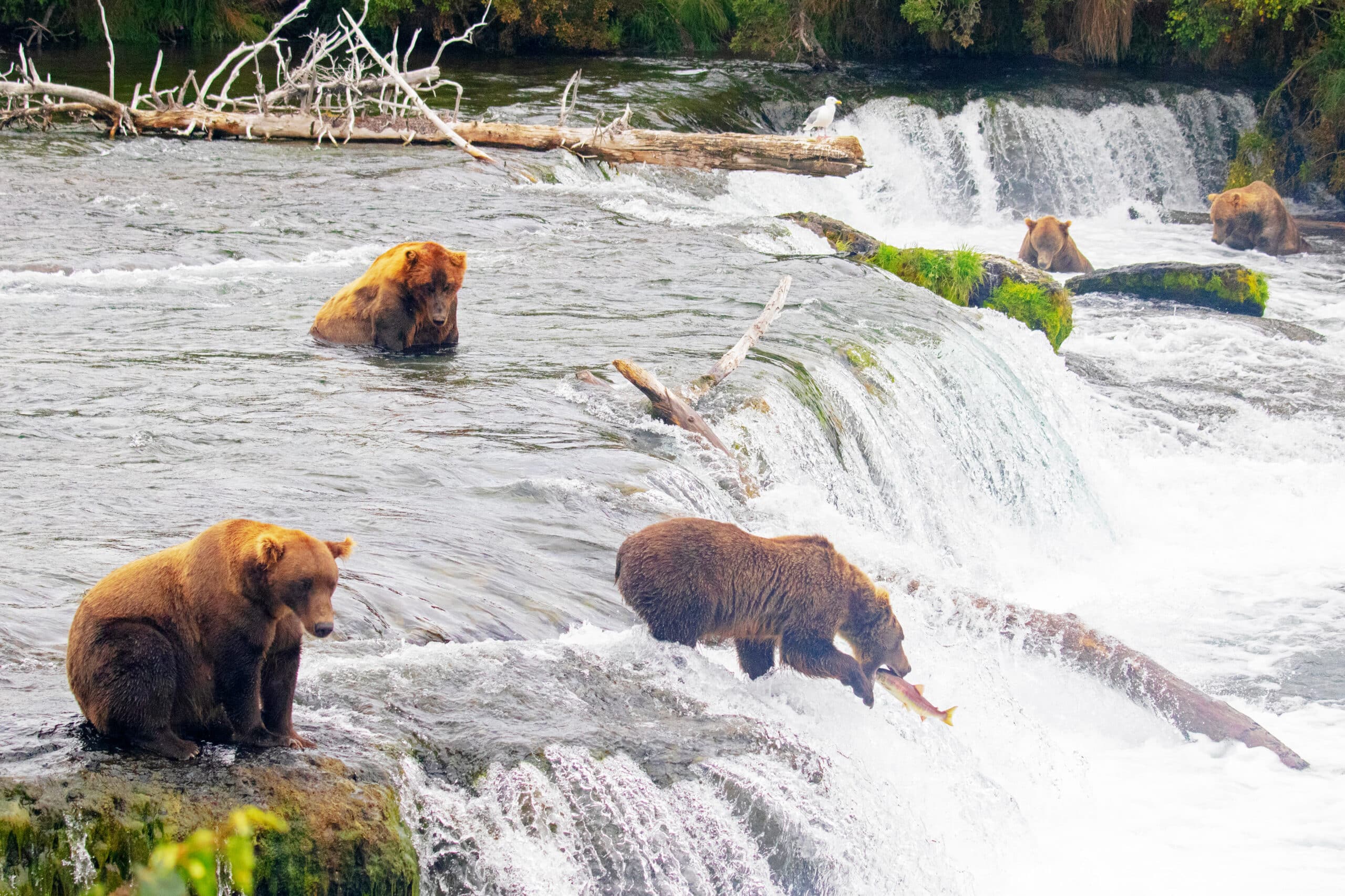 Grizzly Bears Grizzly Bears