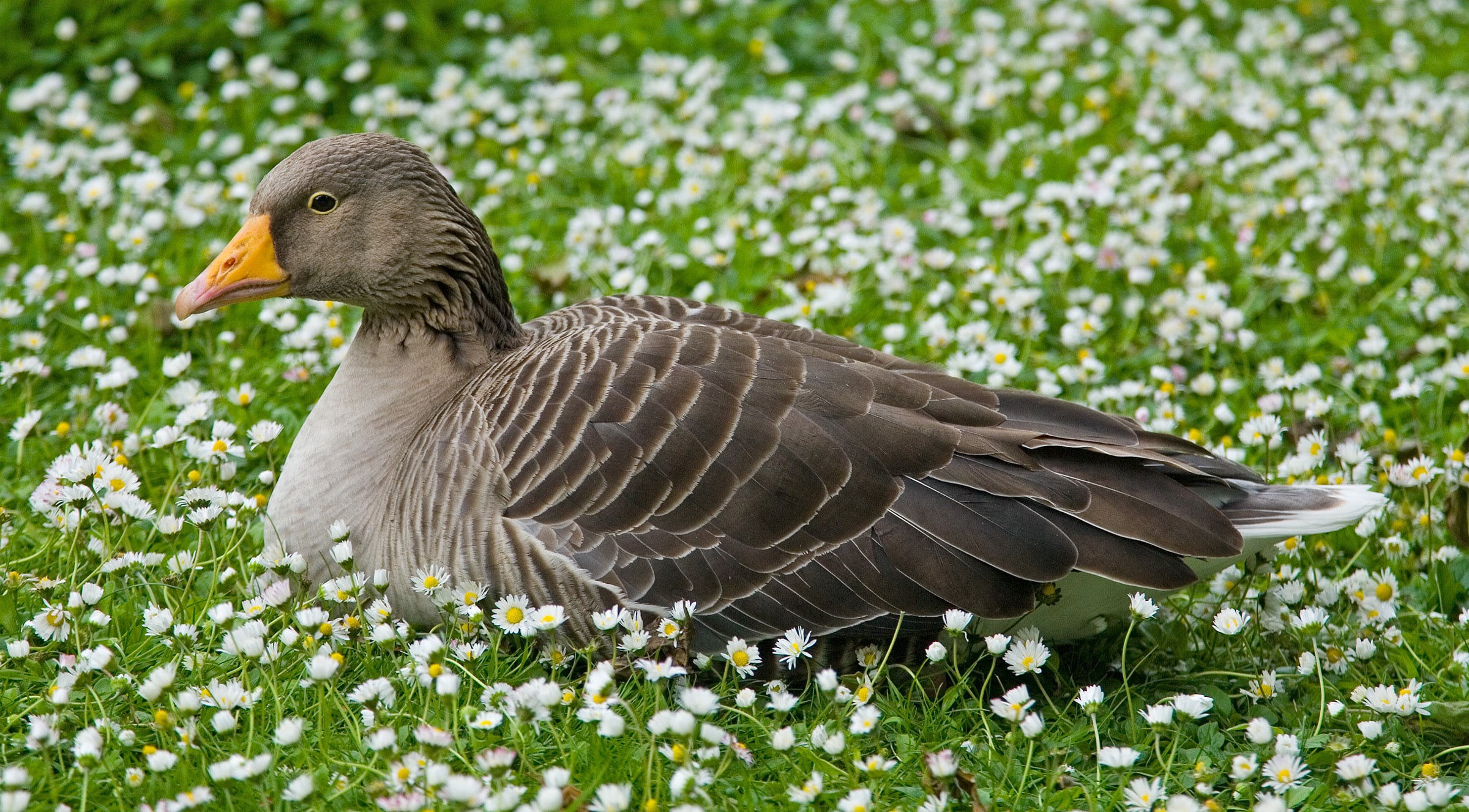 File:Greylag Goose in St James’s Park, London – May 2006.jpg File:Greylag Goose in St James’s Park, London – May 2006.jpg