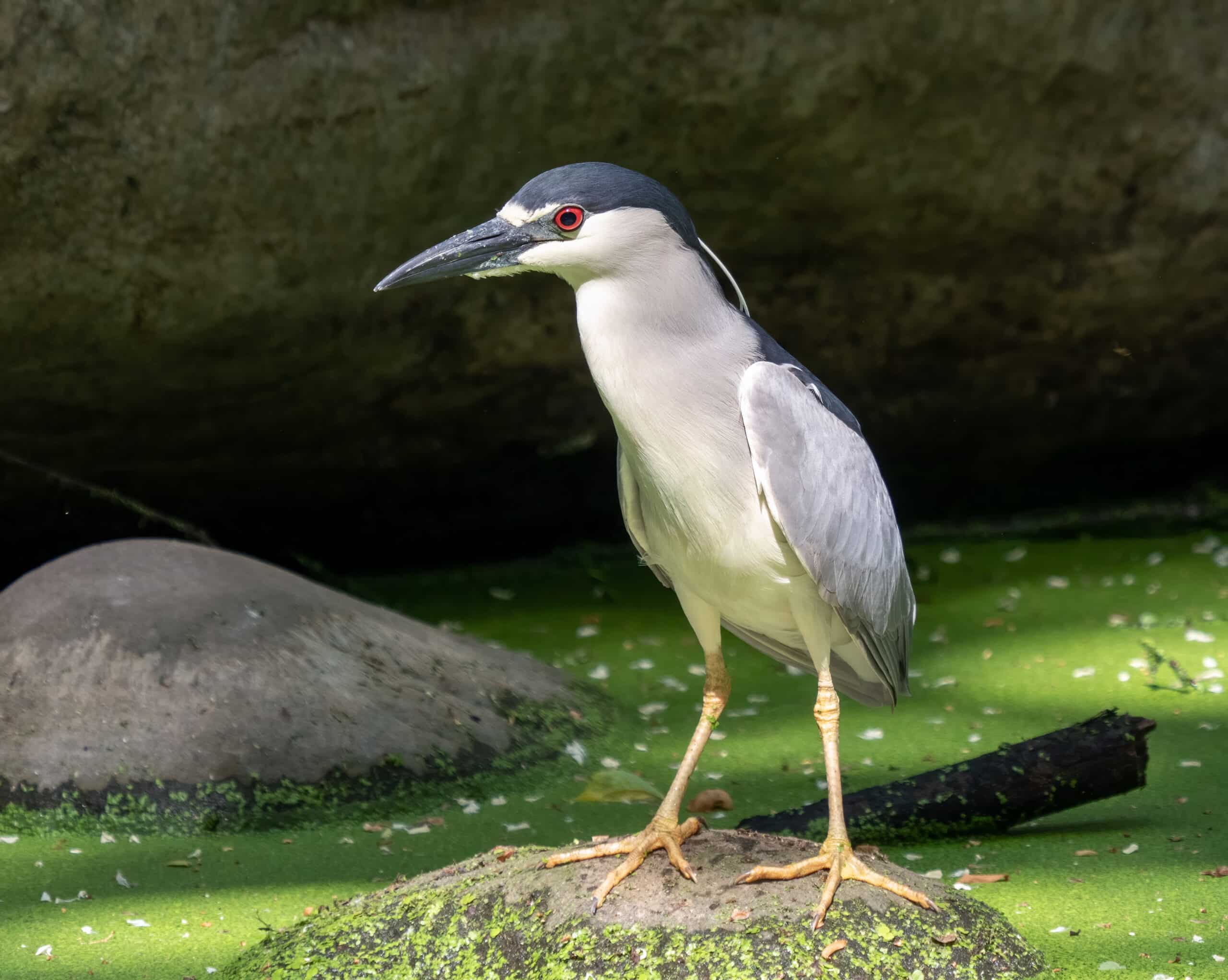 Heron