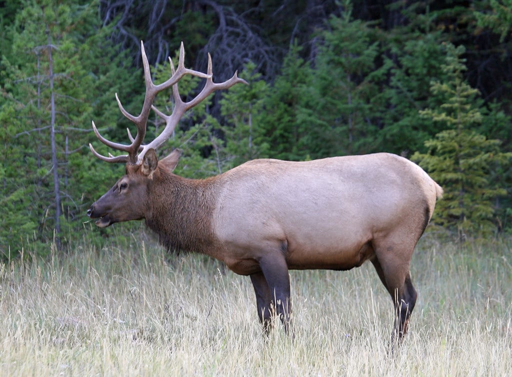 Cervus canadensis