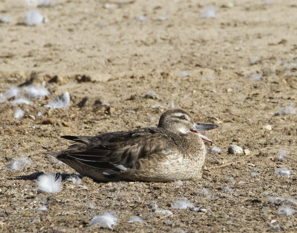 Rare Duck Finds Haven in Santa Maria