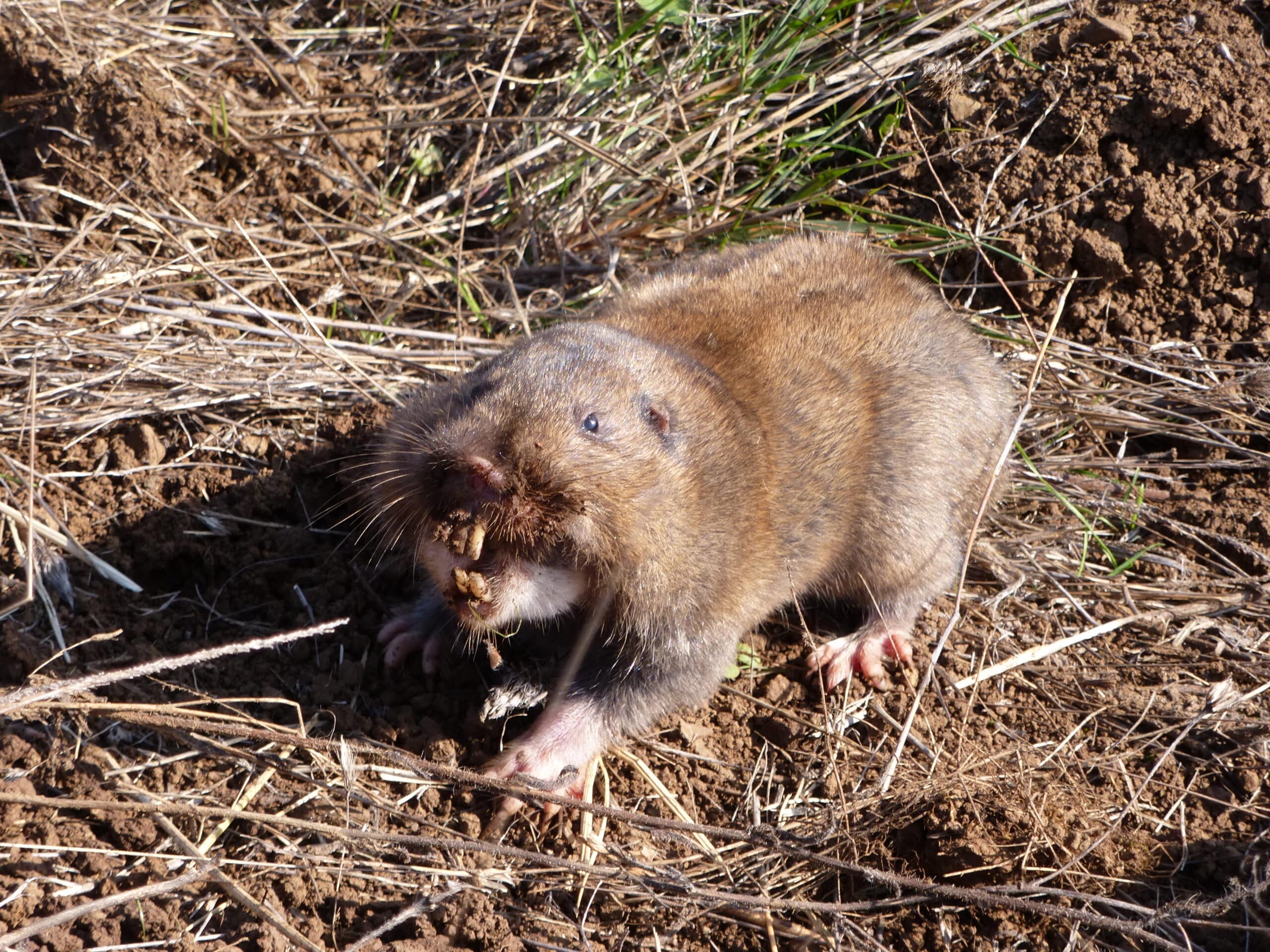 File:Camas pocket gopher (1).JPG