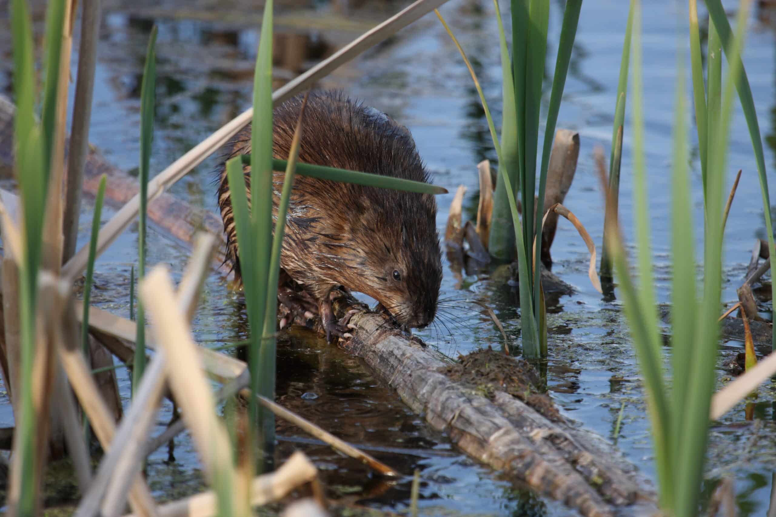 Ondatra zibethicus provancher2 Ondatra zibethicus provancher2