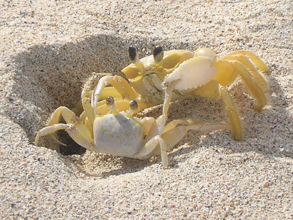 big crab and little crab