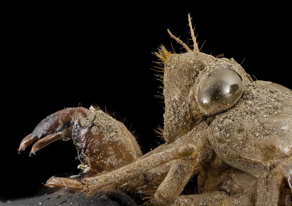 cicada, shell, side face, upper marlboro, md_2014-07-10-20.11.47 ZS PMax