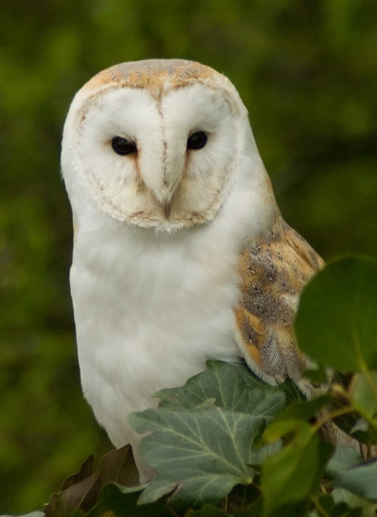 Barn Owl (Tyto Alba)
