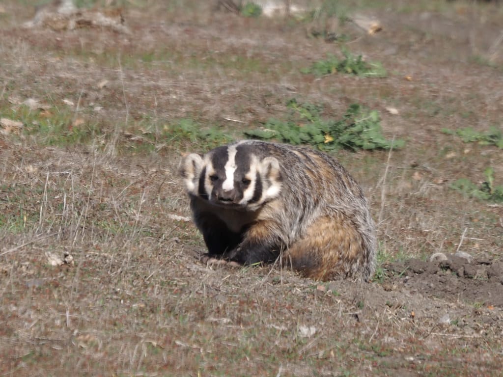 American Badger, Taxidea taxus