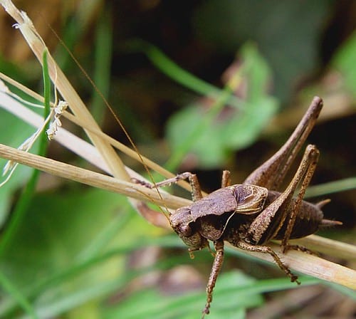 Cricket Cricket