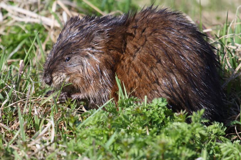 Ondatra zibethicus CT 02 Ondatra zibethicus CT 02 Muskrat