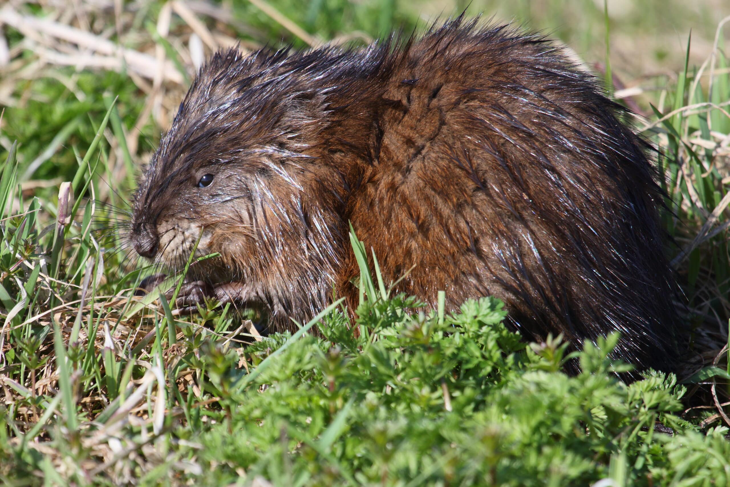 Ondatra zibethicus CT 02 Ondatra zibethicus CT 02 Muskrat