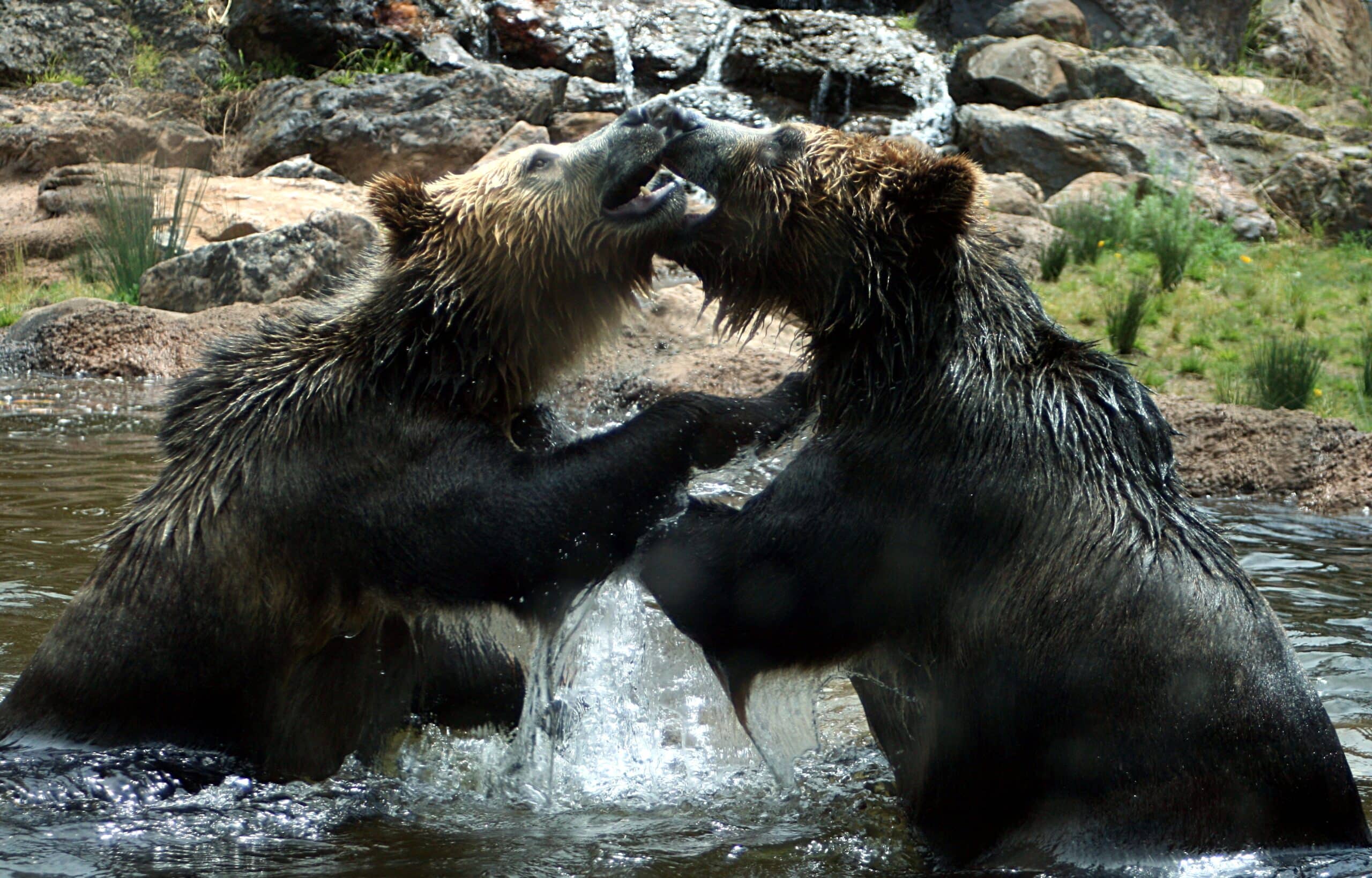 File:Play fight IMG 3018.JPG File:Play fight IMG 3018.JPG