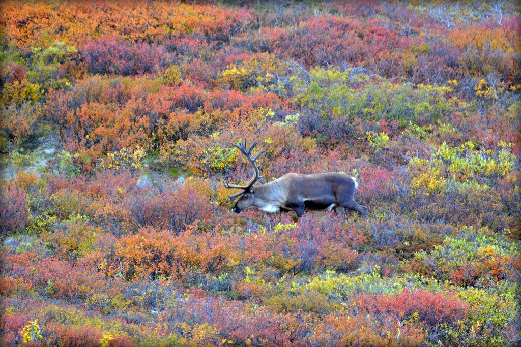 Caribou in Autumn – Animal – Wildlife – Alaska