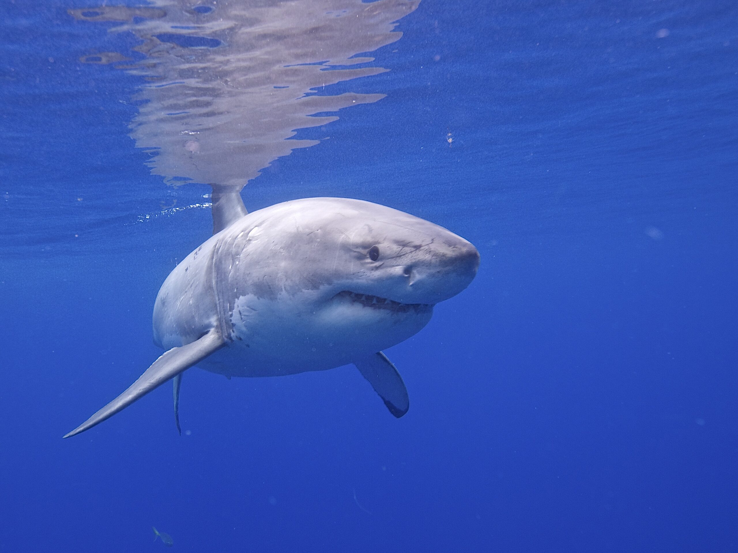 Great White Shark (14730709620) Great White Shark (14730709620)
