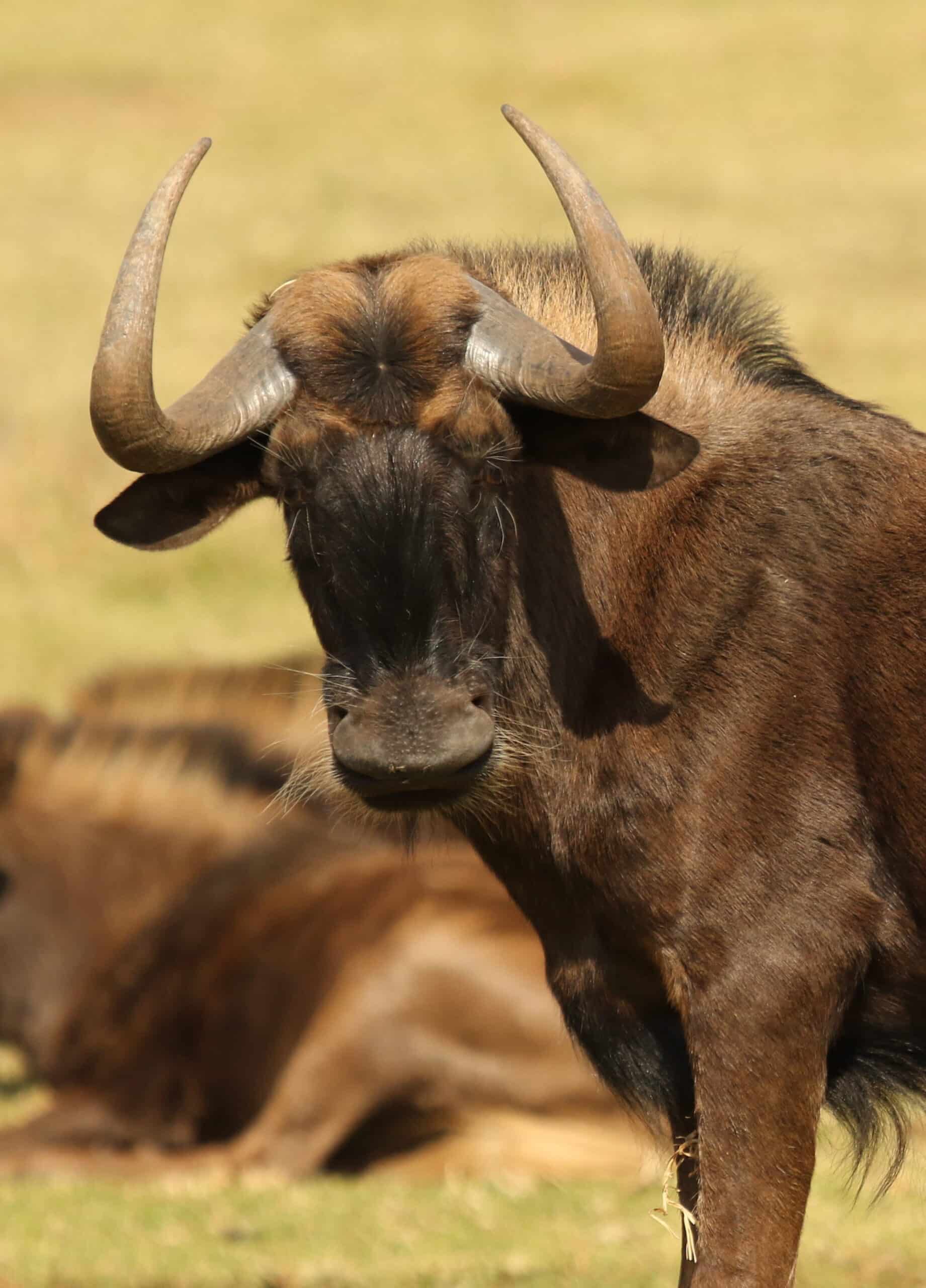 Black wildebeest, or white-tailed gnu, Connochaetes gnou at Krugersdorp Game Reserve, Gauteng, South Africa (27410161911)